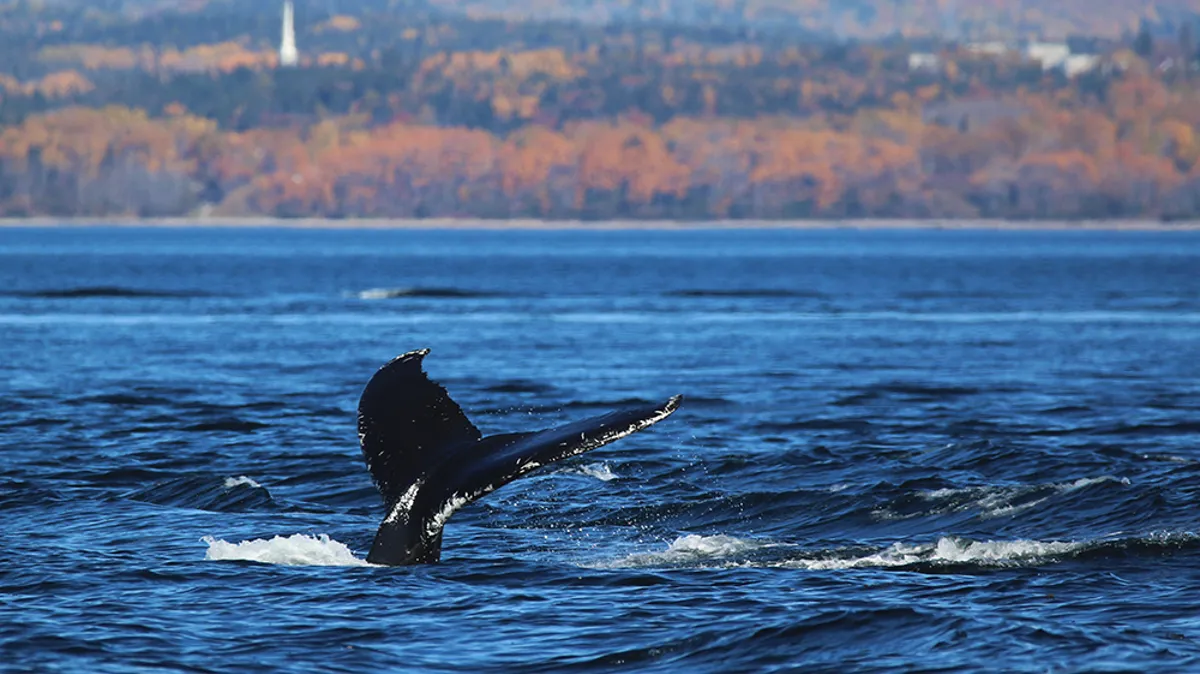 Rorqual commun nageant en surface du fleuve Saint-Laurent