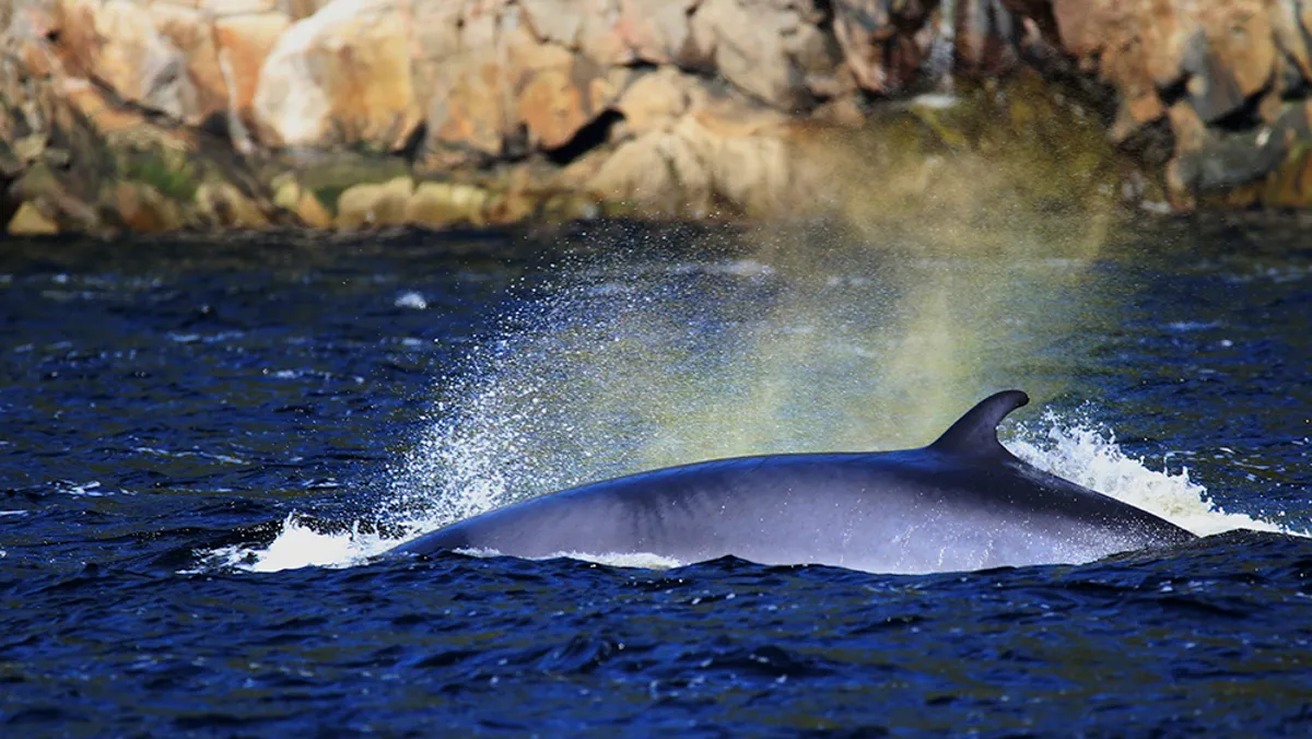 Rorqual bleu soufflant en surface dans le parc marin du Saguenay-Saint-Laurent