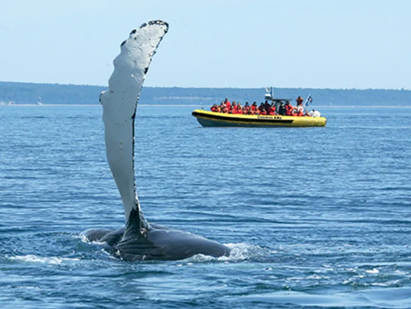 Groupe de bélugas blancs nageant près de la surface dans l'estuaire du Saint-Laurent