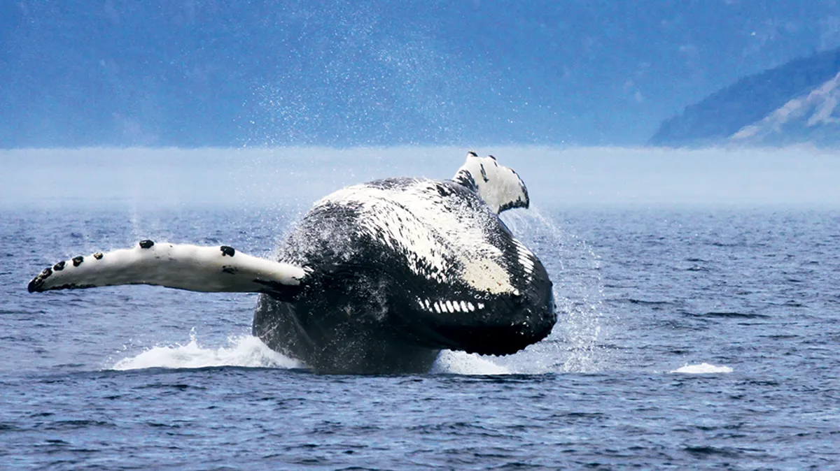 Groupe de bélugas vus depuis le zodiac au ras de l'eau