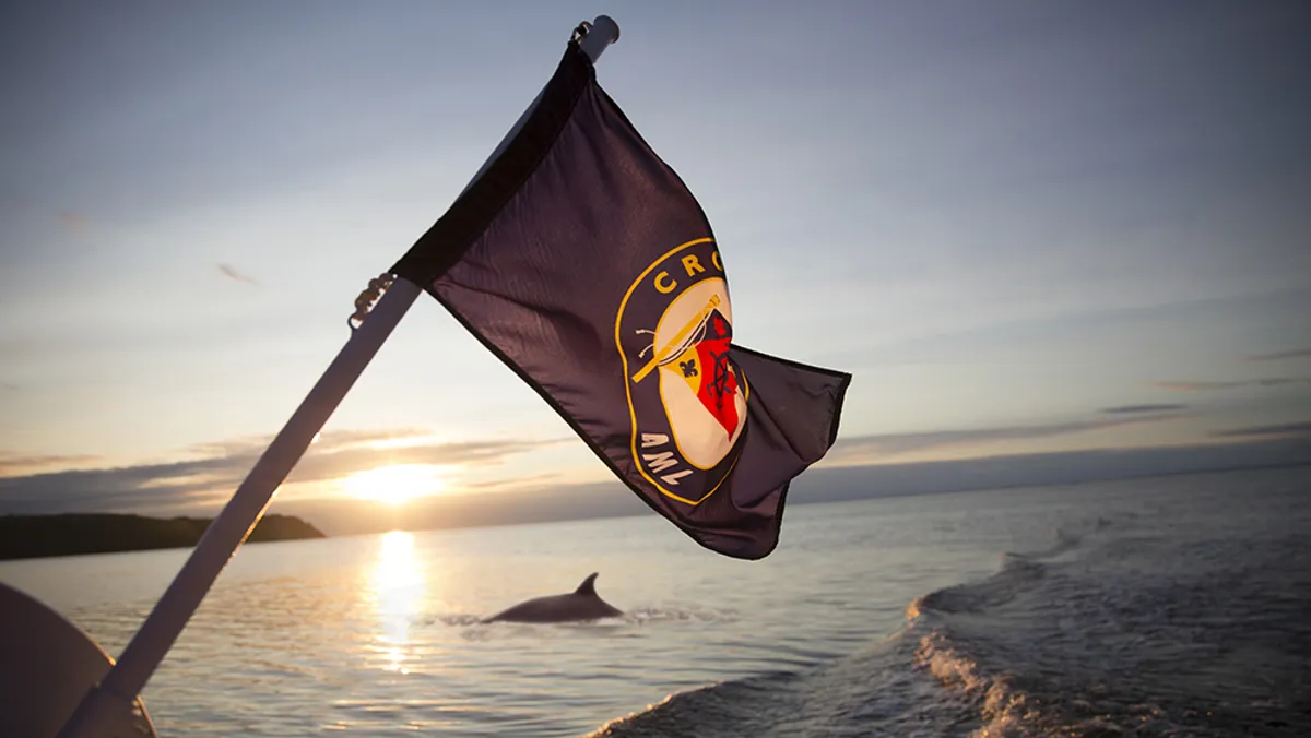 Petit rorqual émergeant de l'eau pour respirer