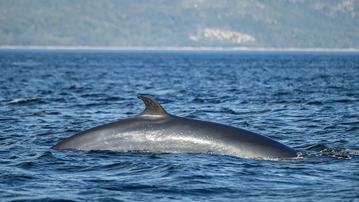 Vue nocturne du Château Frontenac illuminé depuis le fleuve Saint-Laurent