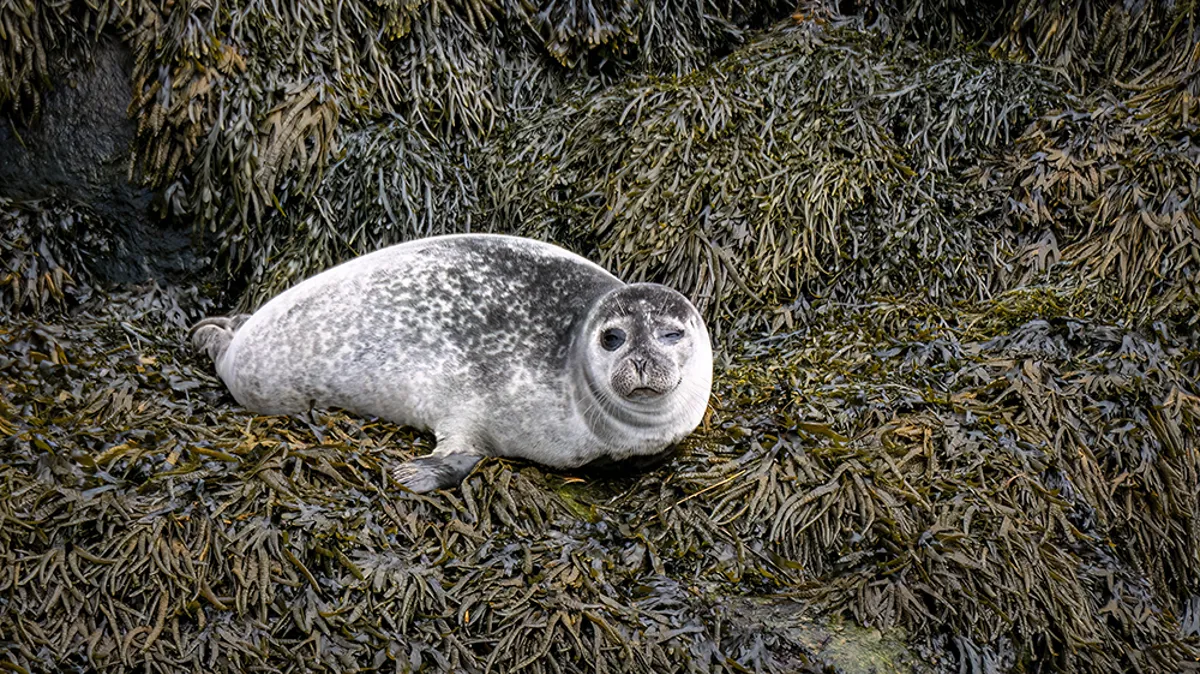 Habitat 67 et Vieux-Port de Montréal vus depuis le fleuve Saint-Laurent