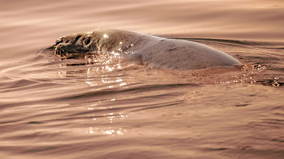 Piste de danse animée à bord du bateau AML avec jeux de lumières colorés